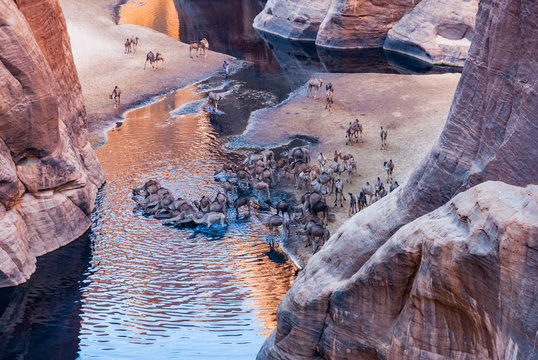 Guelta d'Archei waterhole near oasis, camels dringing the woater, Ennedi Plateau, Chad, Africa