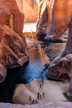 Guelta d'Archei waterhole near oasis, camels dringing the woater, Ennedi Plateau, Chad, Africa