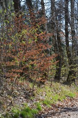 Fototapeta premium im Wald wird's Frühling 