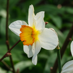 Daffodil, Botanical Garden, Belfast, Northern Ireland, UK