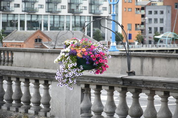 flowers on a balcony