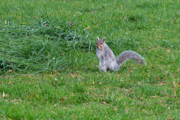 Eastern Gray Squirrel (Sciurus carolinensis), Botanical Garden, Belfast, Northern Ireland, UK