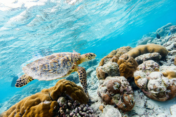 Fototapeta premium Hawksbill sea turtle