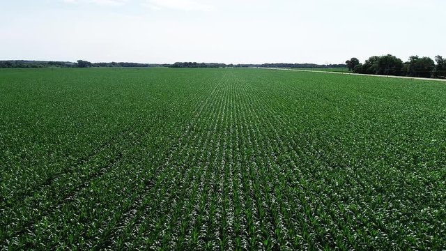 Wide aerial, crops growing on rural farmland