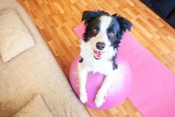 Stay Home Stay Safe. Funny dog border collie practicing yoga lesson with gym ball indoor. Puppy...