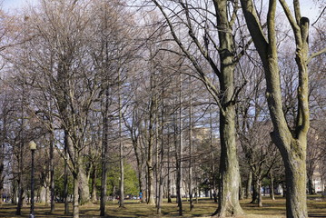 A spring day view in a public park. Around you can see a lot of trees that create a cool background.
