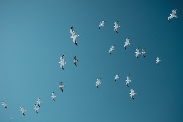 flock of seagulls