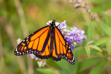 monarch butterfly on chaste tree