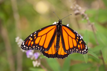 butterfly on chaste tree