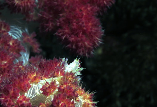 Candy Crab on Dendronephtya coral Cebu Philippines