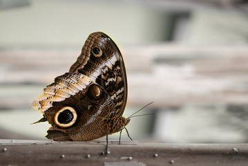 Fototapeta premium Giant-owl, Gold-edged Owl-Butterfly, Golden Caligo (Caligo uranus)