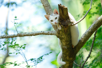 Beautiful cat on tree