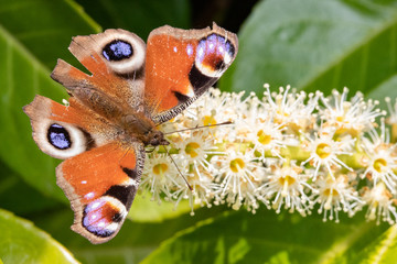British butterfly