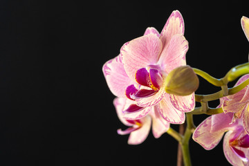 Still life with beautiful orchid flowers on black background close up