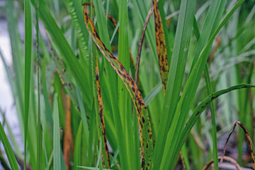 Obraz premium Reeds on the Lake . Swamp, reeds, water, plant, horsetail