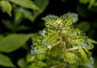 Fresh green mint grows in the garden close view