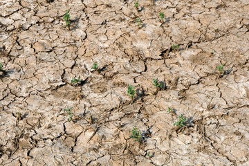 Parched dry crop field example