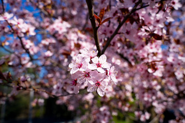 Pink flowers of a blooming Prunus serrulata or cherry blossom tree.  Close-up photo.
