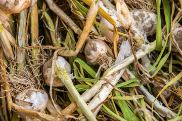 Garlic harvest in summer garden as a background