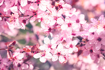 Pink flowers of a blooming Prunus serrulata or cherry blossom tree.  Close-up photo.