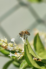 The honeybee that collects pollen from the flower