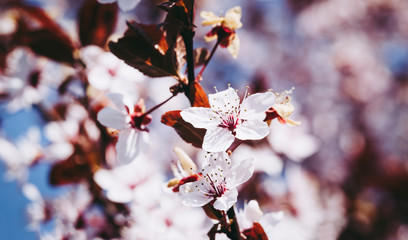 White flowers of a blooming Prunus serrulata or cherry blossom tree.  Close-up photo. Blurry background.