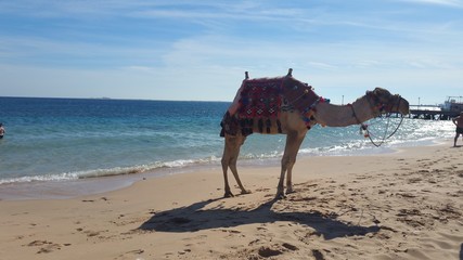 camels on the beach