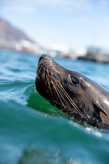 Fototapeta premium Cape Fur Seal