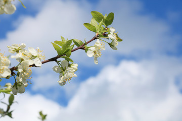 Abstract floral background, tender blooming cherry with soft focus. Banner for the screen, a beautiful postcard, spring concept, selective focus