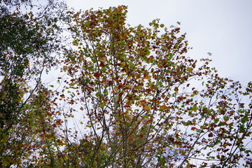 Autumn of Mississippi national forest