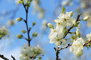Abstract floral background, tender blooming cherry with soft focus. Banner for the screen, a beautiful postcard, spring concept, selective focus