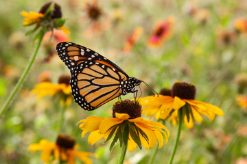 butterfly on flower