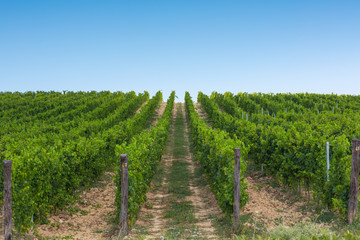 Fototapeta na wymiar green vineyard hill in Tuscany