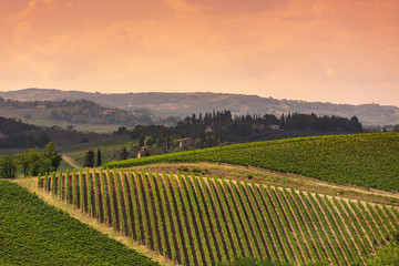 Fototapeta premium beautiful tuscany hills, view of the vineyards