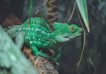 green lizard on a branch