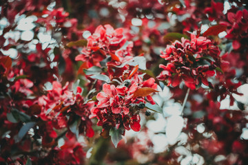 bunte Blumen im Frühling