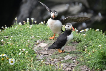 Skellig Michael Puffins