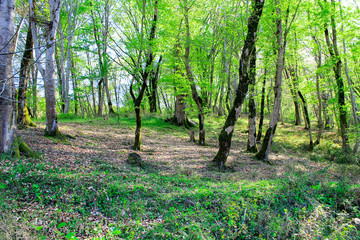 LARGE TREES WITH MOSS AND GREEN LEAVES GROW IN A FOREST grove IN A GLAND IN THE RAYS OF THE SUN