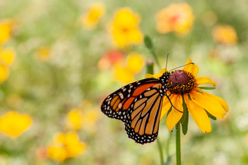 butterfly on flower