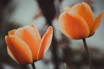 bunte Blumen im Frühling