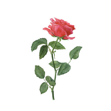 Botanical watercolor illustration of red rose isolated on white background. Could be used as decoration for web design, cosmetics design, package, textile