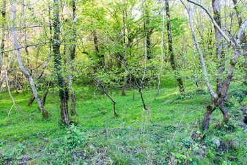 
LARGE TREES WITH MOSS AND GREEN LEAVES GROW IN A FOREST grove IN A GLAND IN THE RAYS OF THE SUN