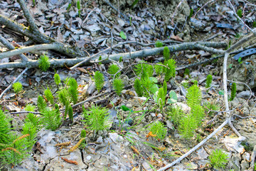small green sprouts of coniferous plants of pine and spruce begin to grow from the ground macro