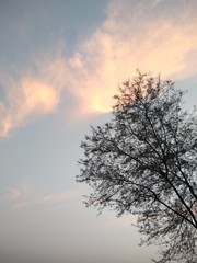 Fototapeta na wymiar tree in sunset