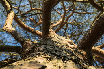 view of a old tree trunk