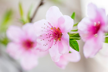 Fototapeta na wymiar Peach blossom in spring. Peach flower blooming in the garden, closeup