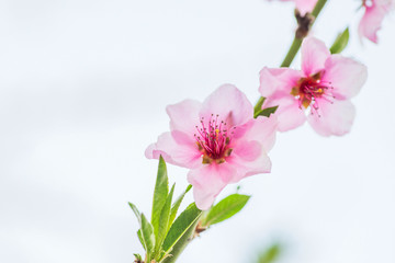 Naklejka na ściany i meble Peach blossom in spring. Peach flower blooming in the garden, closeup