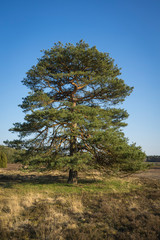 fir tree in heather landscape