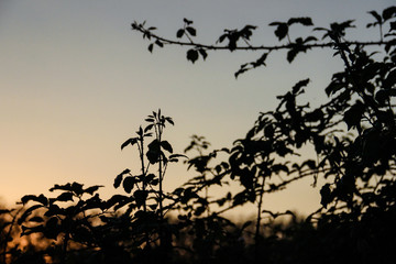 naturaleza a contraluz 