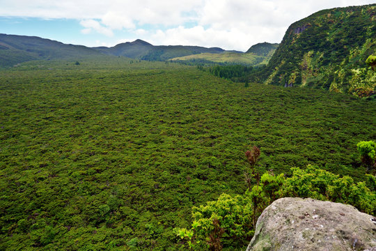 Rocha do Chambre, heather endemic vegetation, Terceira, Azores islands, Portugal